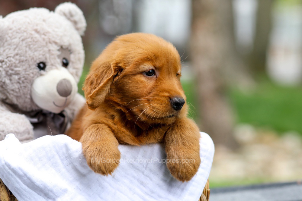 Metro Image of Metro, a Golden Retriever puppy