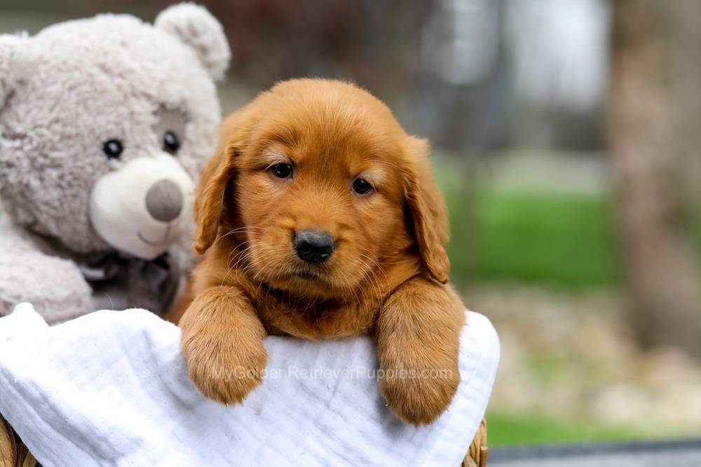 Metro Image of Metro, a Golden Retriever puppy