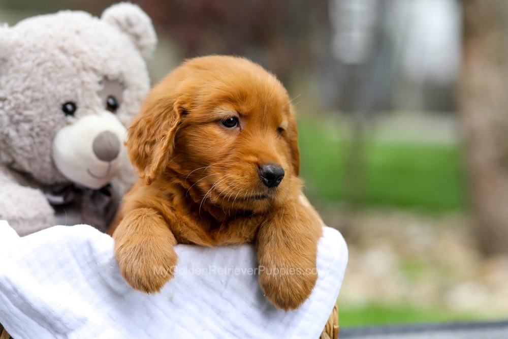 Metro Image of Metro, a Golden Retriever puppy