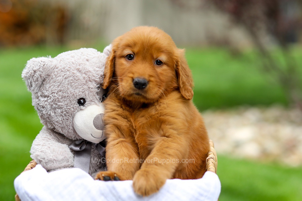 Metro Image of Metro, a Golden Retriever puppy