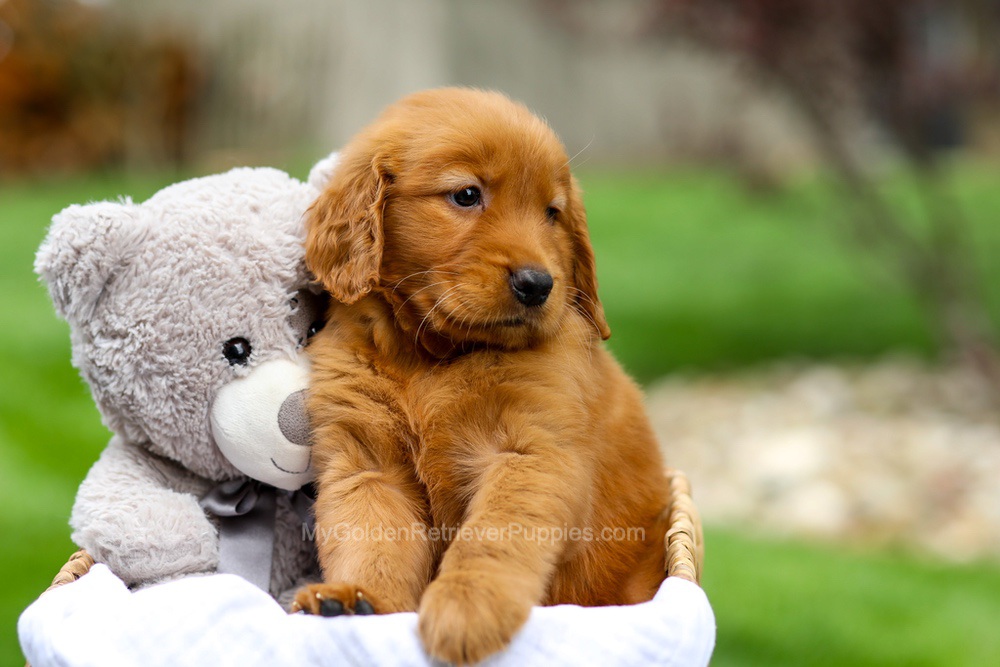 Metro Image of Metro, a Golden Retriever puppy