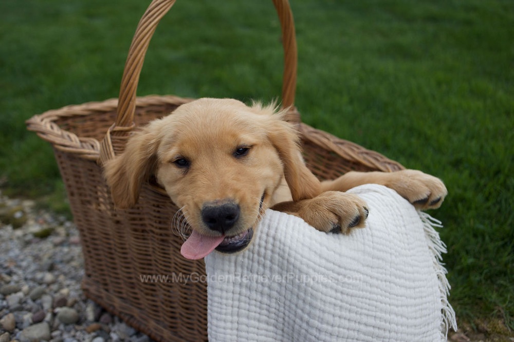 Rose Image of Rose, a Golden Retriever puppy