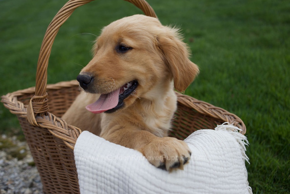 Rose Image of Rose, a Golden Retriever puppy