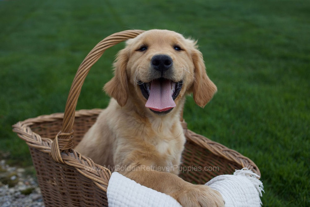Rose Image of Rose, a Golden Retriever puppy