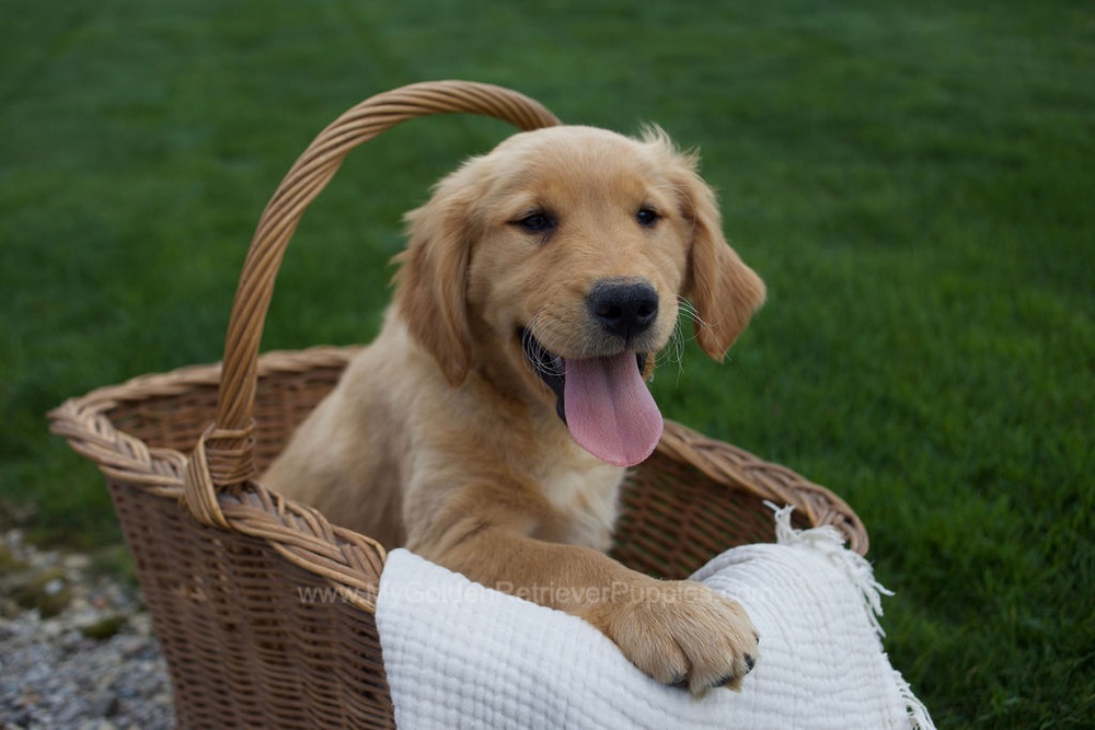 Rose Image of Rose, a Golden Retriever puppy