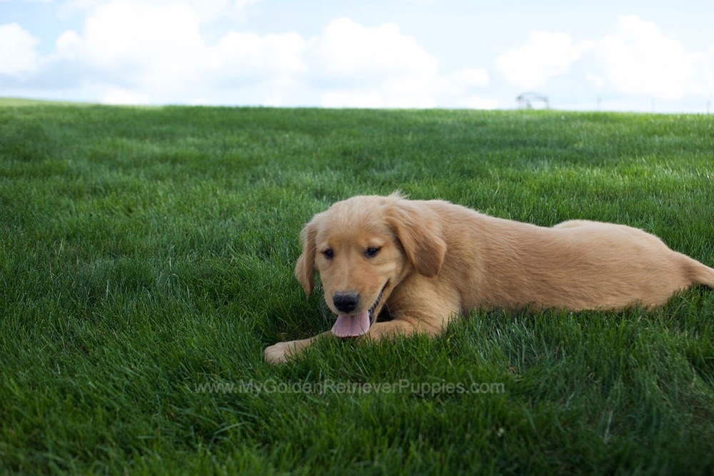 Rose Image of Rose, a Golden Retriever puppy