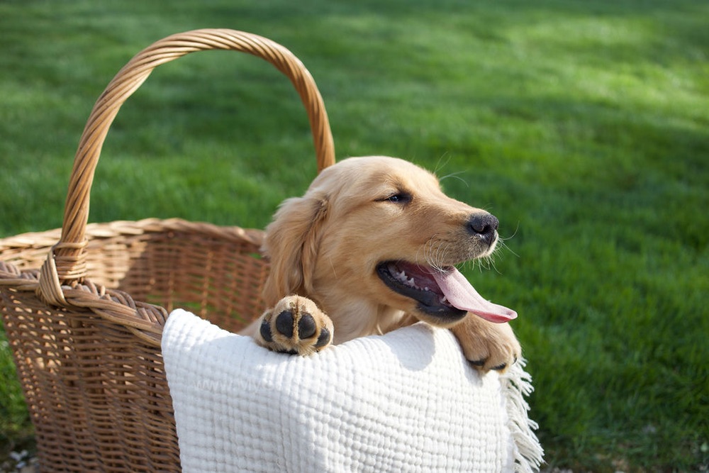 Rose Image of Rose, a Golden Retriever puppy
