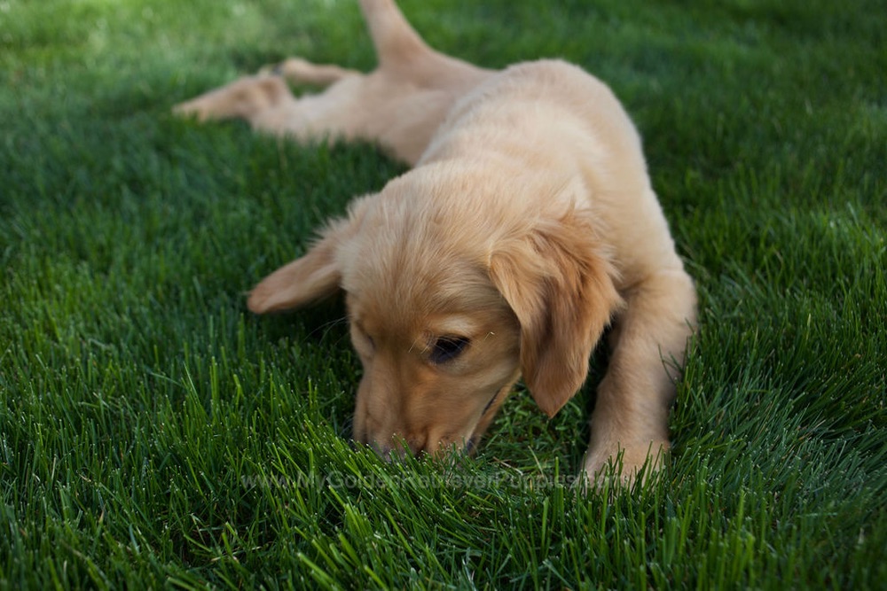 Rose Image of Rose, a Golden Retriever puppy