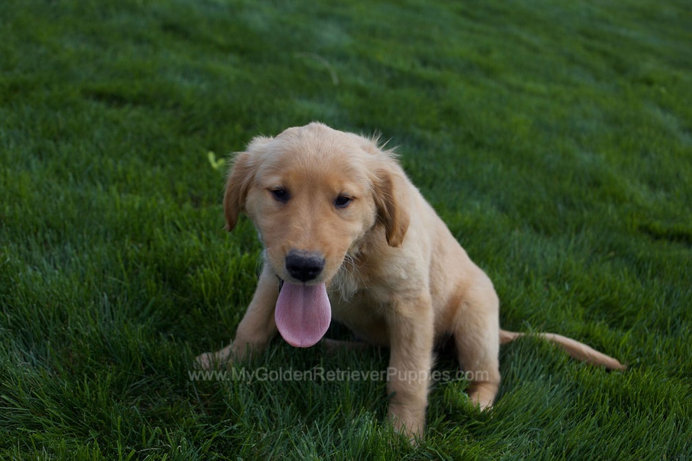 Rose Image of Rose, a Golden Retriever puppy