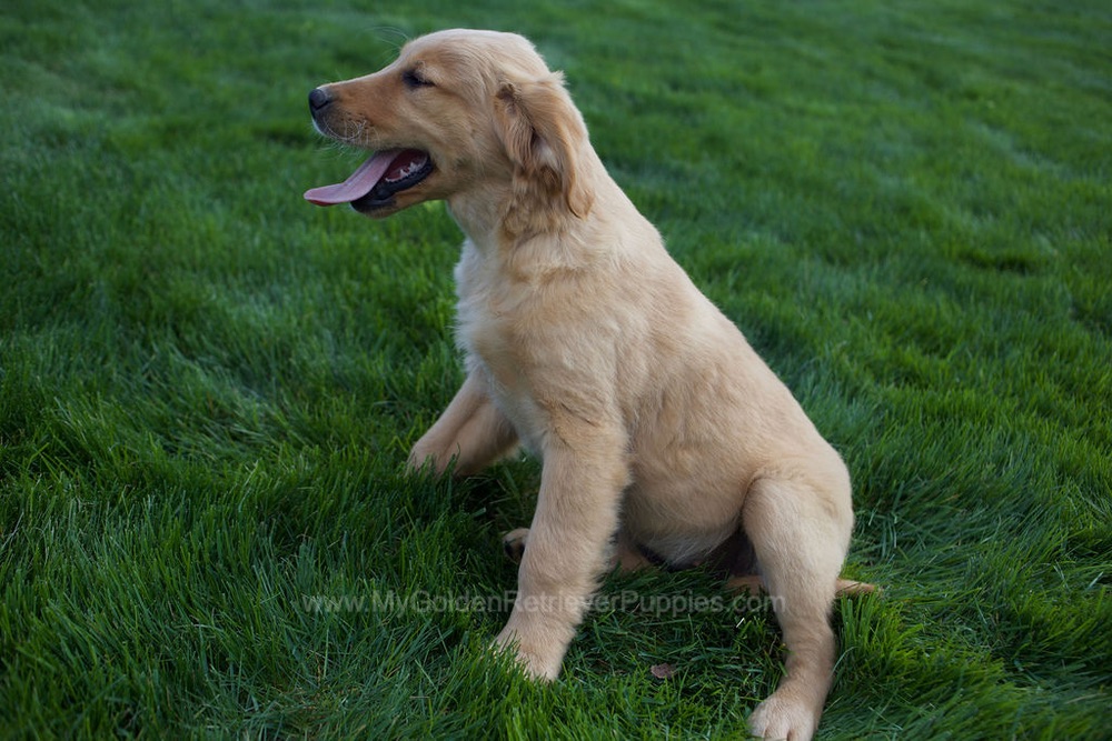 Rose Image of Rose, a Golden Retriever puppy