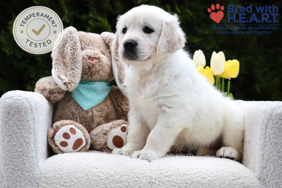 Wolf Image of Wolf, a Golden Retriever puppy