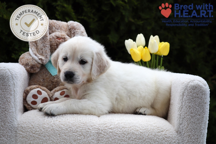 Wolf Image of Wolf, a Golden Retriever puppy