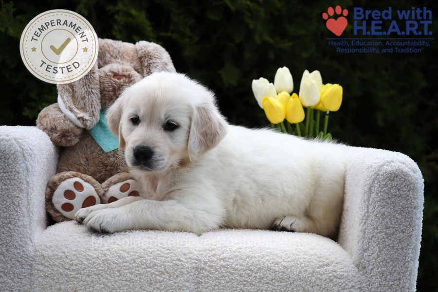 Wolf Image of Wolf, a Golden Retriever puppy