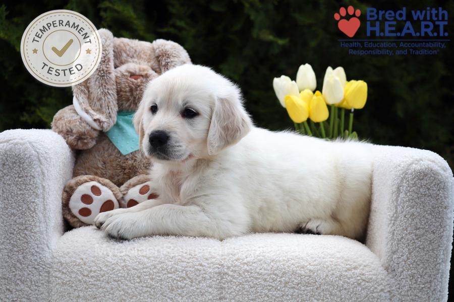 Wolf Image of Wolf, a Golden Retriever puppy
