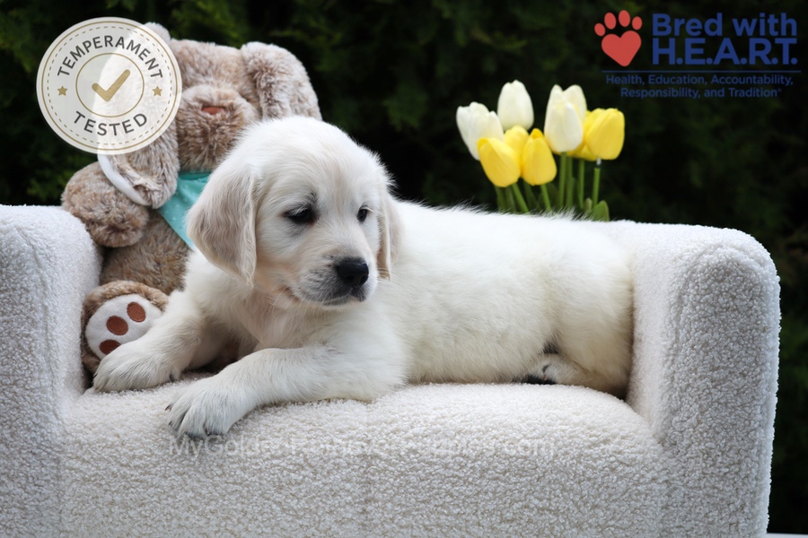Wolf Image of Wolf, a Golden Retriever puppy