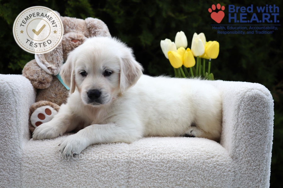 Wolf Image of Wolf, a Golden Retriever puppy