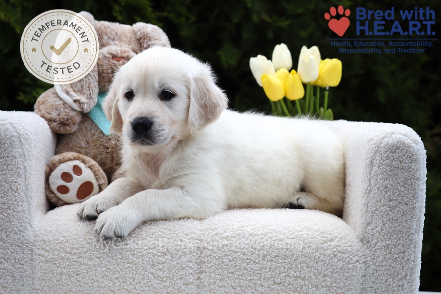 Wolf Image of Wolf, a Golden Retriever puppy