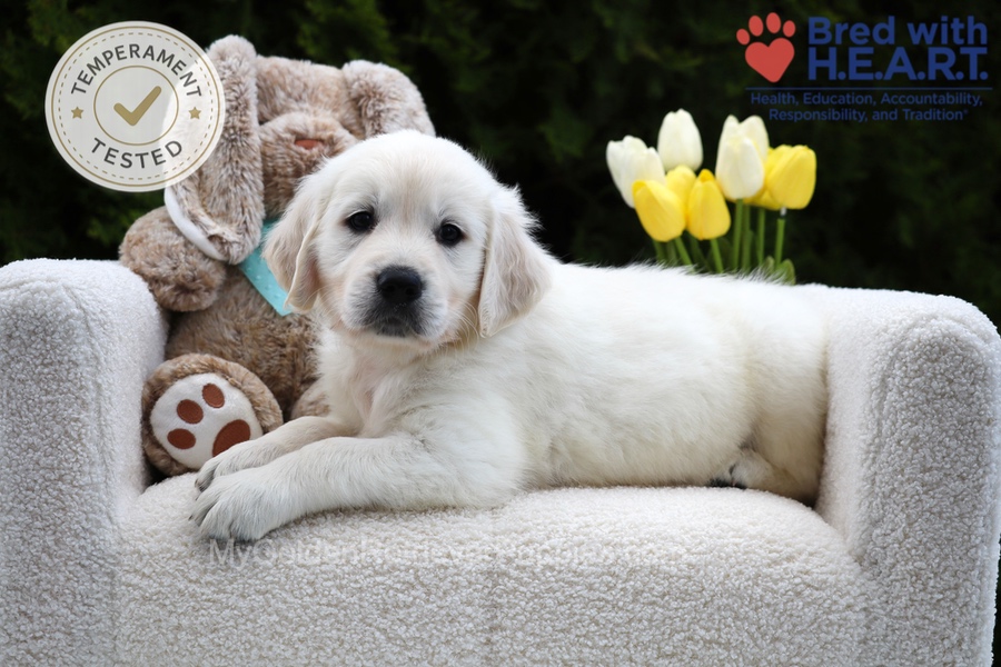 Wolf Image of Wolf, a Golden Retriever puppy