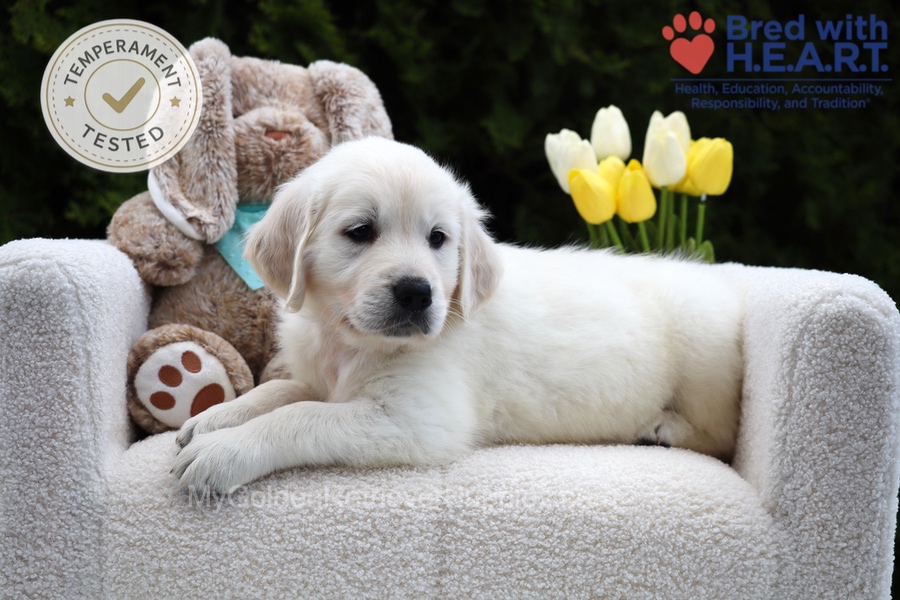 Wolf Image of Wolf, a Golden Retriever puppy
