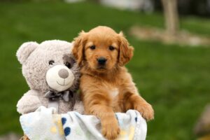 Image of Wonder, a Golden Retriever puppy