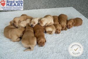 Image of Personality Tested 🤎 June 22, a Golden Retriever puppy