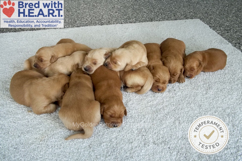 Personality Tested 🤎 June 22 Image of Personality Tested 🤎 June 22, a Golden Retriever puppy