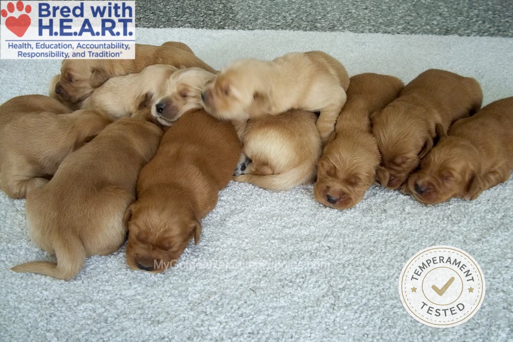 Personality Tested 🤎 June 22 Image of Personality Tested 🤎 June 22, a Golden Retriever puppy
