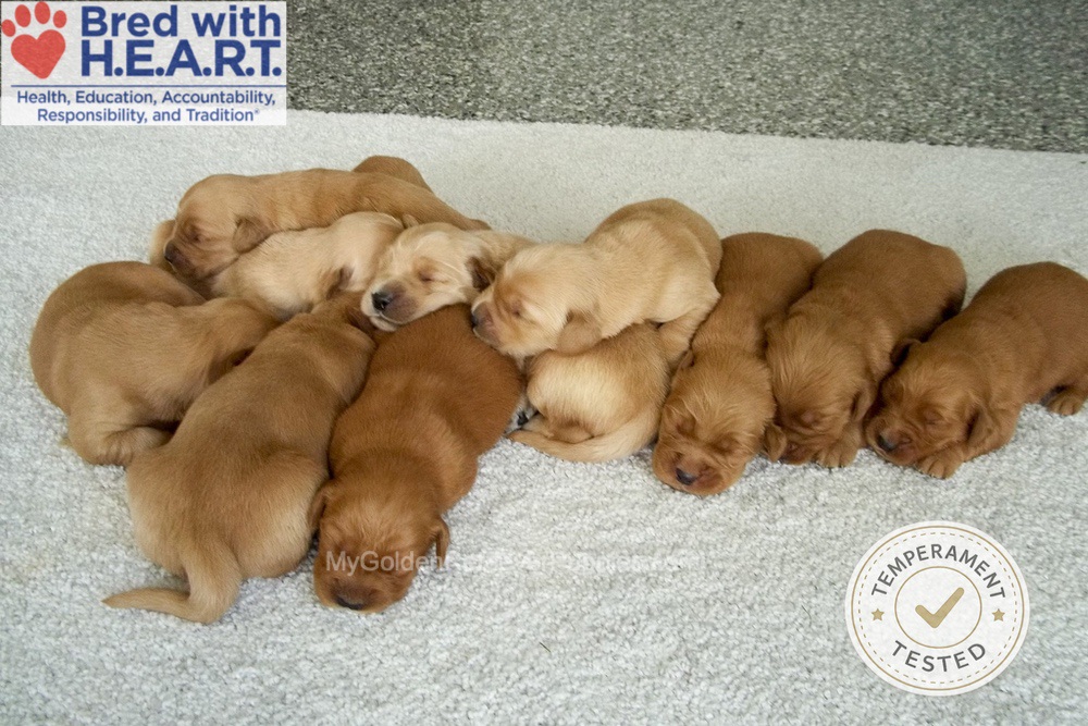 Personality Tested 🤎 June 22 Image of Personality Tested 🤎 June 22, a Golden Retriever puppy