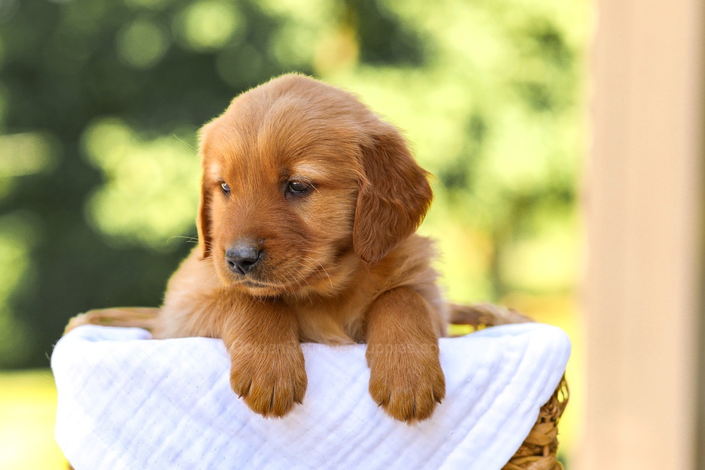 Abby Image of Abby, a Golden Retriever puppy