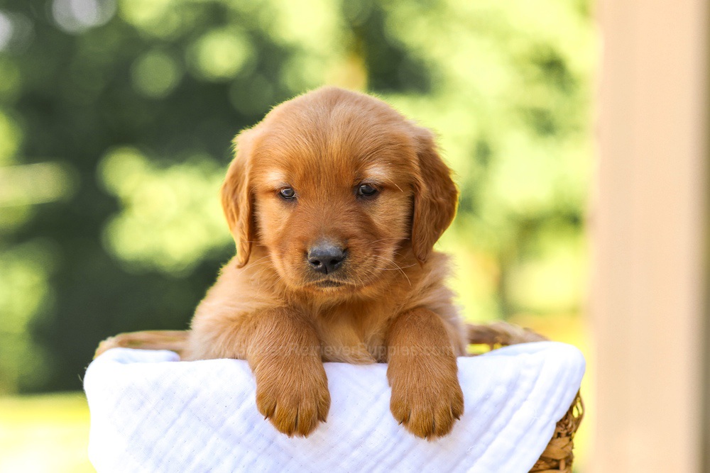 Abby Image of Abby, a Golden Retriever puppy