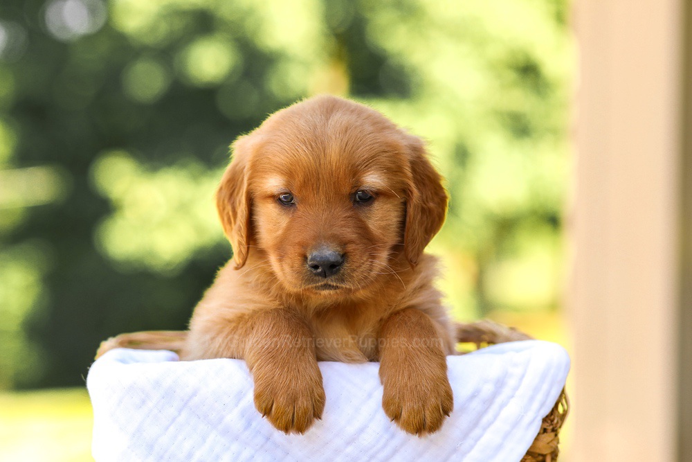 Abby Image of Abby, a Golden Retriever puppy