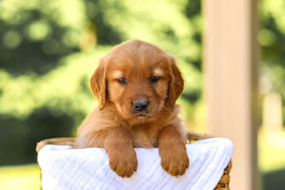 Abby Image of Abby, a Golden Retriever puppy