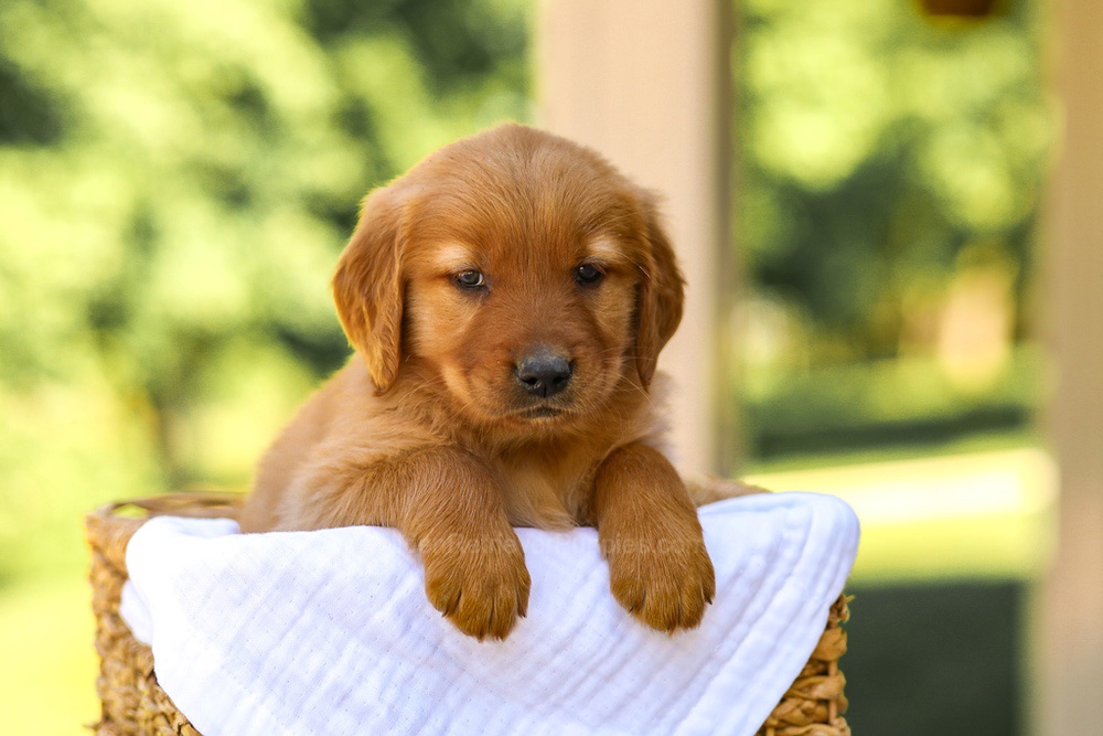 Abby Image of Abby, a Golden Retriever puppy