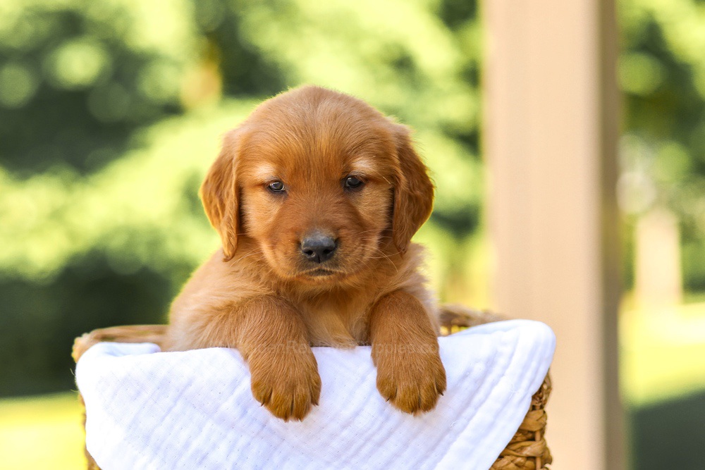 Abby Image of Abby, a Golden Retriever puppy