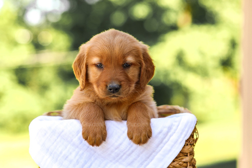 Abby Image of Abby, a Golden Retriever puppy