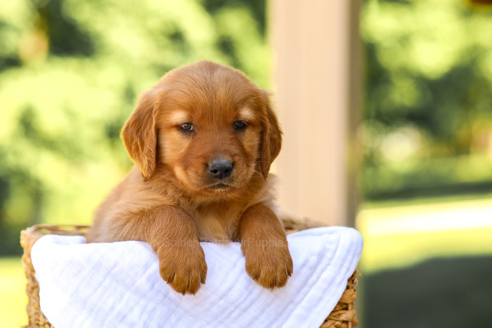 Abby Image of Abby, a Golden Retriever puppy