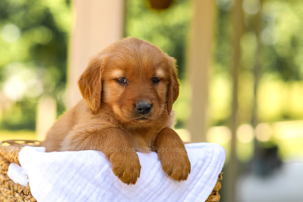 Abby Image of Abby, a Golden Retriever puppy