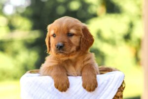 Image of Abby, a Golden Retriever puppy
