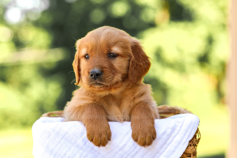 Abby Image of Abby, a Golden Retriever puppy