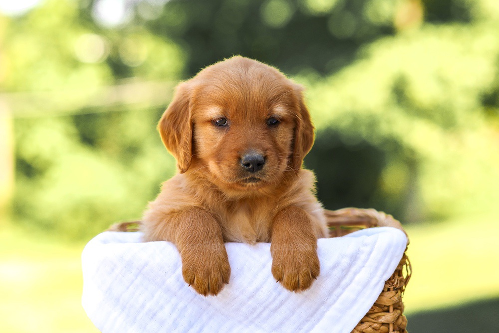 Abby Image of Abby, a Golden Retriever puppy