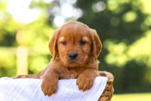 Image of Alice, a Golden Retriever puppy