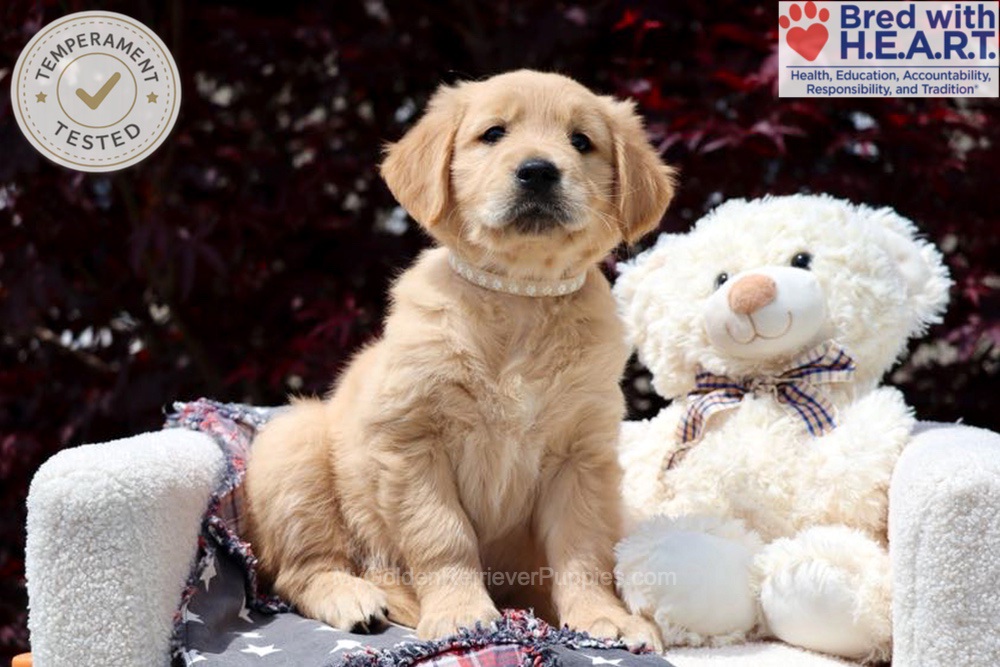 Arizona Image of Arizona, a Golden Retriever puppy