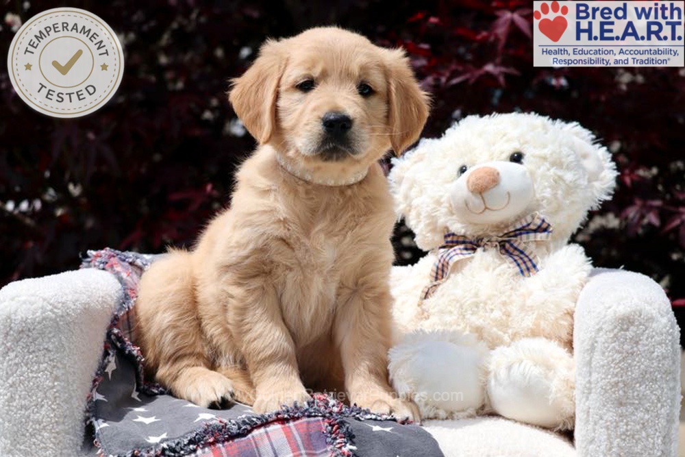 Arizona Image of Arizona, a Golden Retriever puppy
