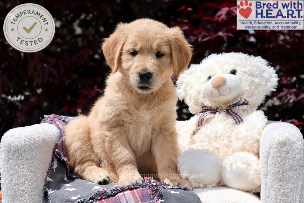 Arizona Image of Arizona, a Golden Retriever puppy