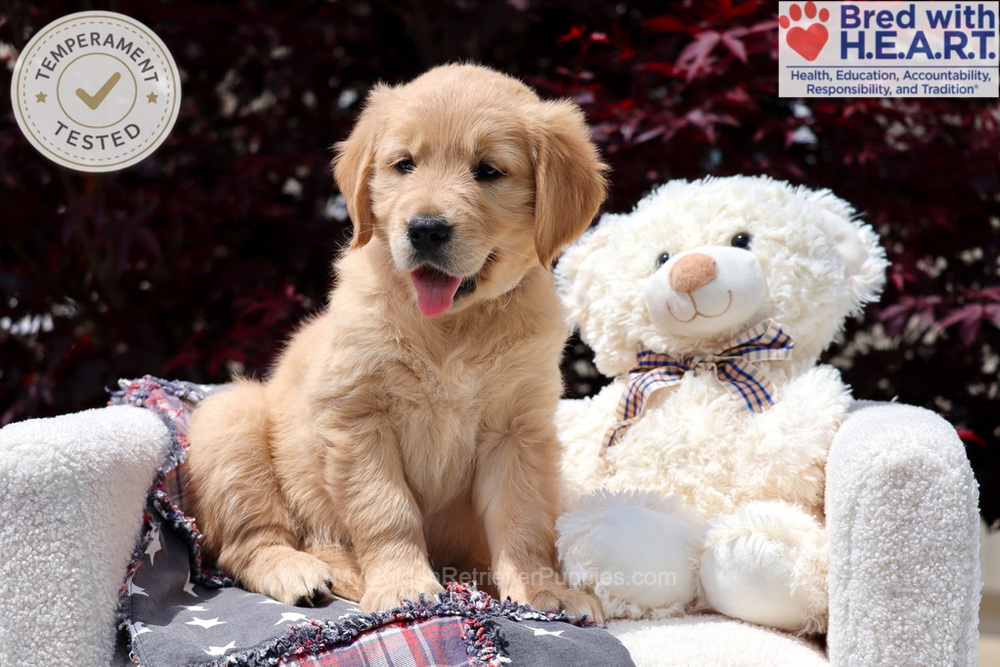 Arizona Image of Arizona, a Golden Retriever puppy