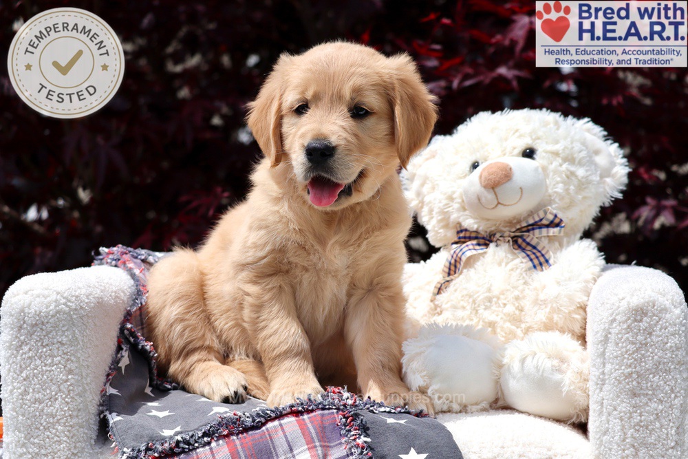 Arizona Image of Arizona, a Golden Retriever puppy