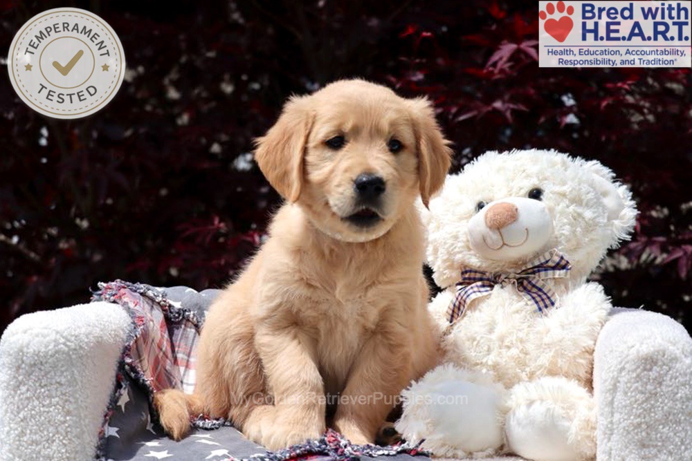 Arizona Image of Arizona, a Golden Retriever puppy
