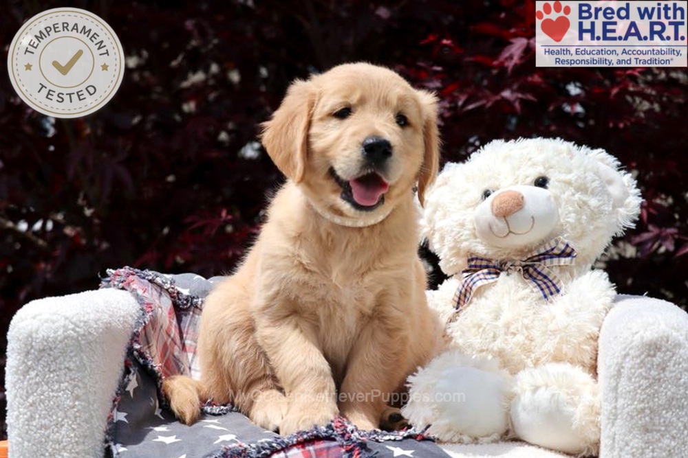 Arizona Image of Arizona, a Golden Retriever puppy