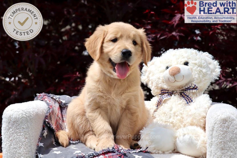 Arizona Image of Arizona, a Golden Retriever puppy