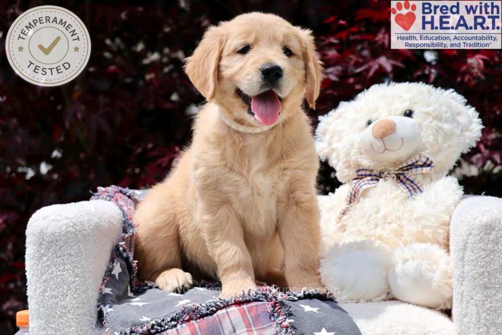 Arizona Image of Arizona, a Golden Retriever puppy